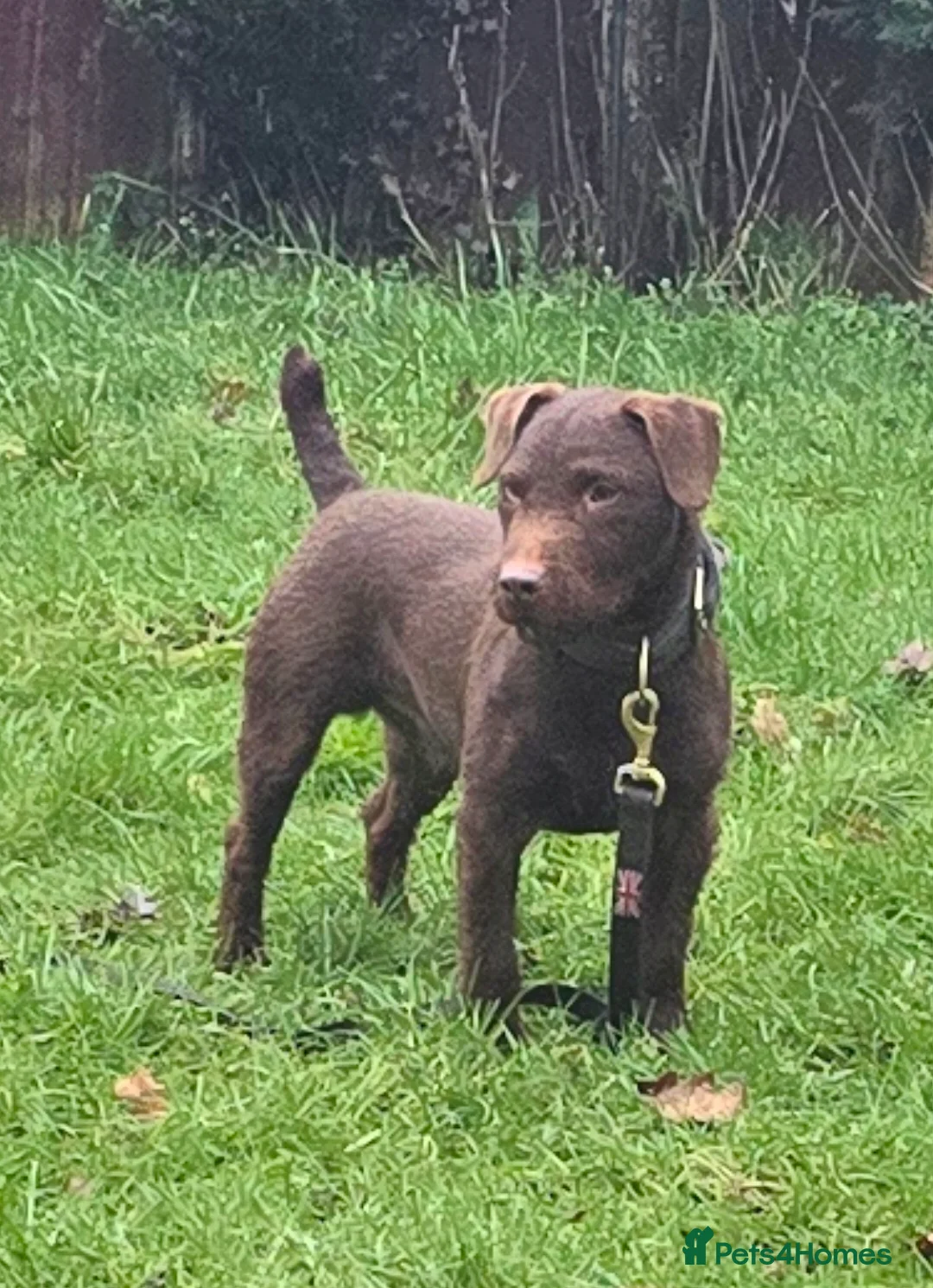 Patterdale Terrier dogs for stud: Chocolate Patterdale for stud  - Advert 2