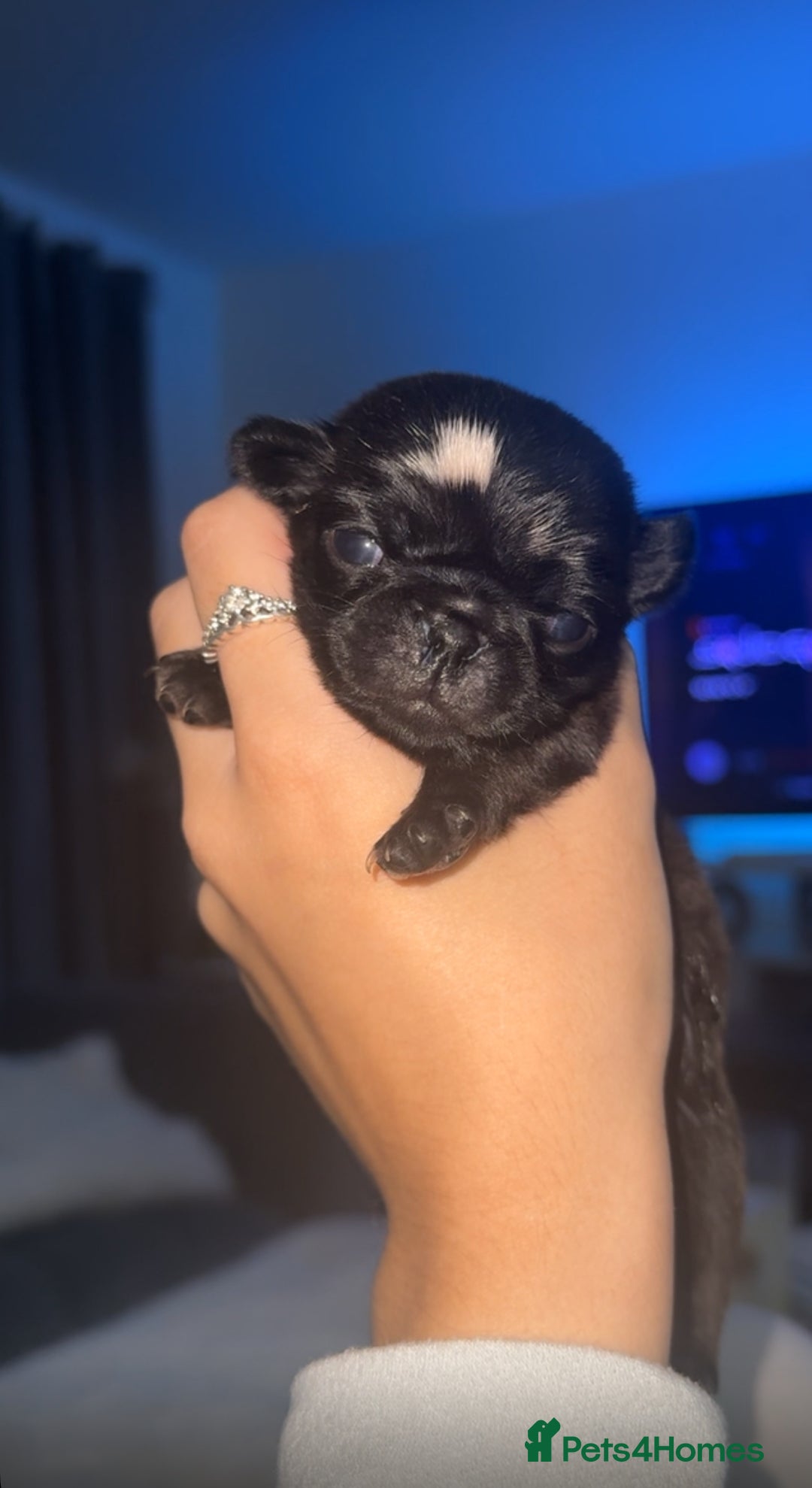Pug dogs for sale: 2 adorable little boys  - Image 1