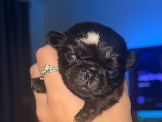 Pug dogs - Advert 13