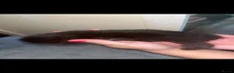 Domestic Shorthair cats for sale: 5 beautiful kittens  - Advert 9