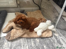 Toy Poodle dogs - Advert 4