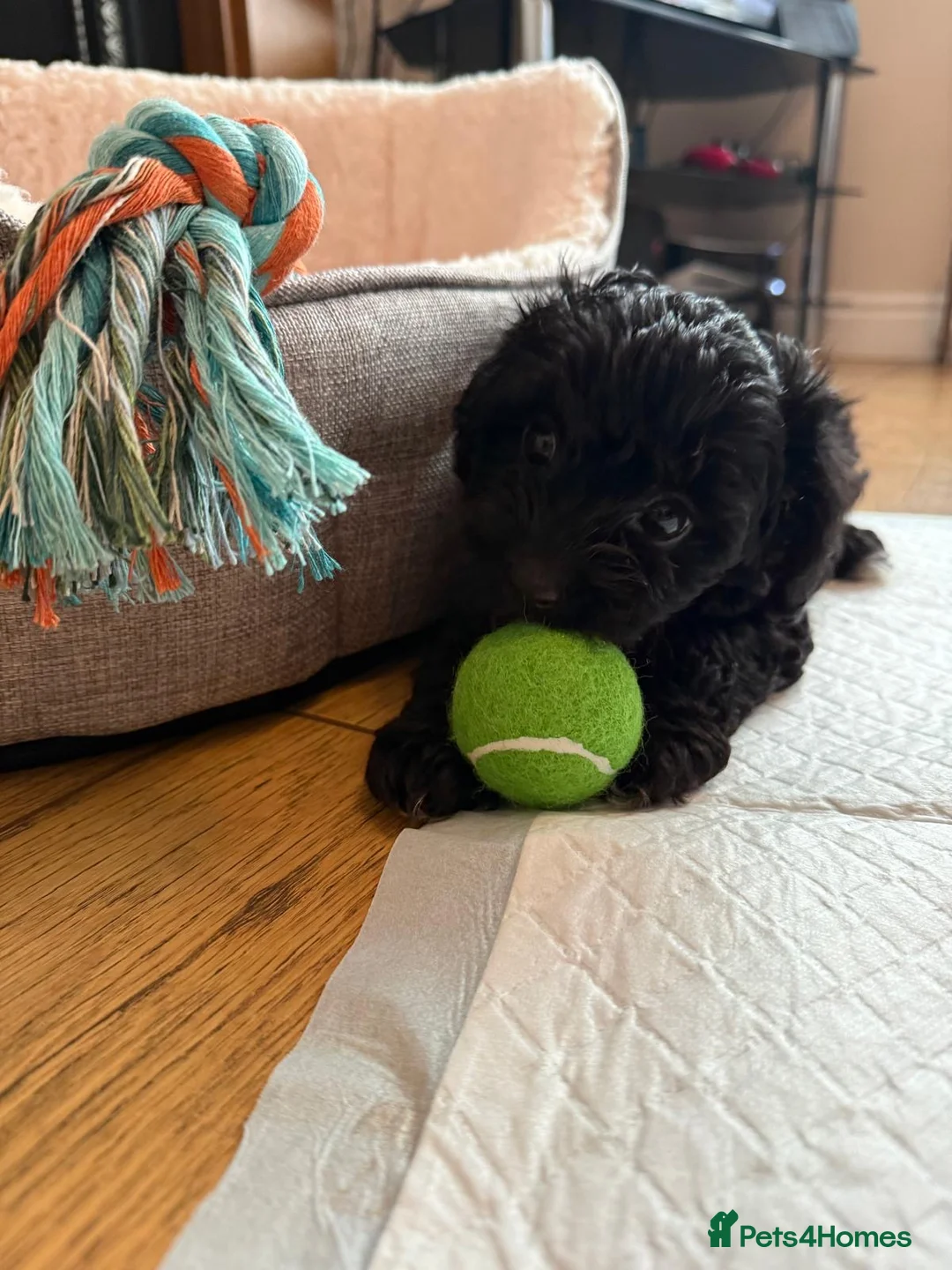 Cavapoo dogs for sale: Little teddy bears ready for new homes 🧸 🧸❤️❤️❤️ - Advert 2