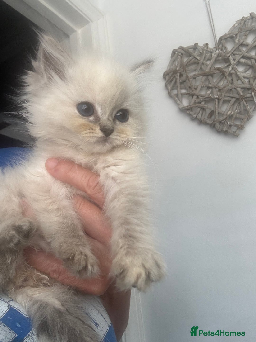 Ragdoll cats for sale: Champion bloodlines Ready for their loving homes - Image 13