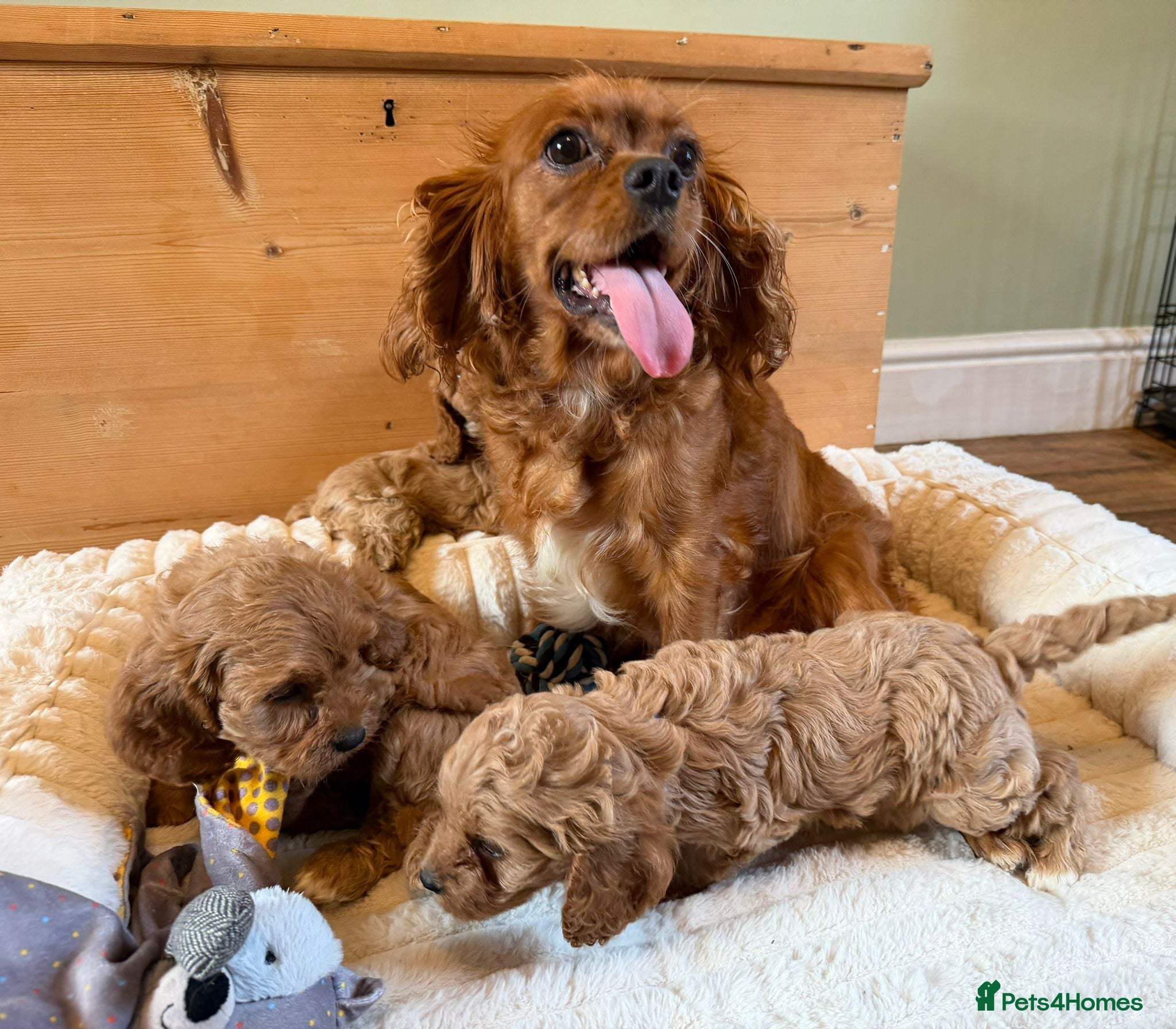 Cavapoo dogs F1 Cavapoo Puppies - Advert 2