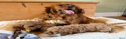 Cavapoo dogs for sale: F1 Cavapoo Puppies - Advert 2