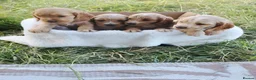 Cocker Spaniel dogs for sale: Cocker spaniel - Advert 6