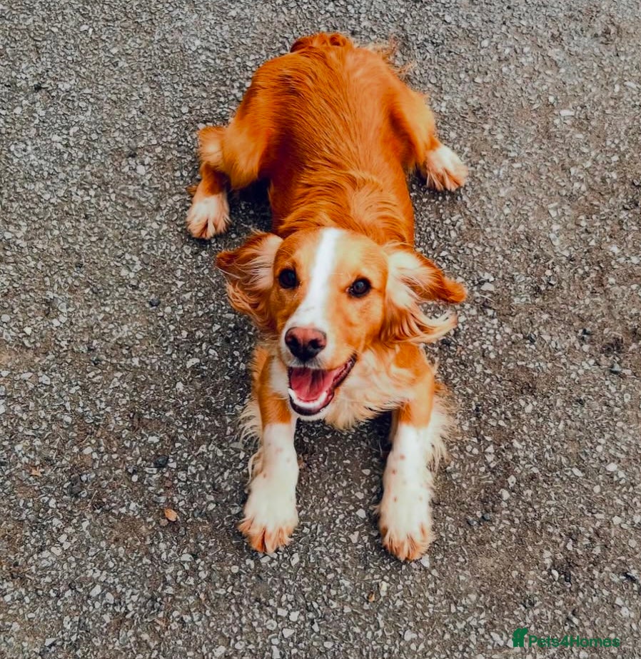 Cocker Spaniel dogs Proven amazing Stud dogs  in Chatteris - Advert 2