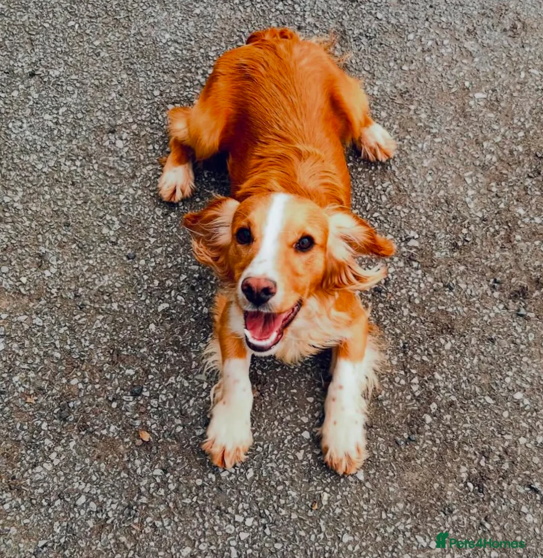 Cocker Spaniel dogs for stud: Proven amazing Stud dogs  in Chatteris - Advert 1