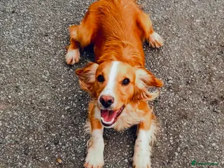 Cocker Spaniel dogs Proven amazing Stud dogs in Chatteris - Advert 19