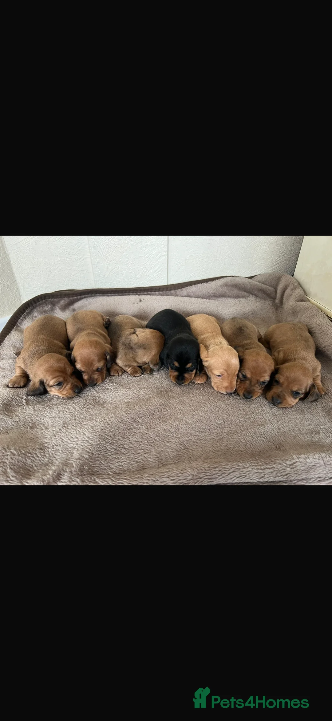 Dachshund dogs for sale: 7 gorgeous minature dachshund puppy’s🐶 - Advert 13