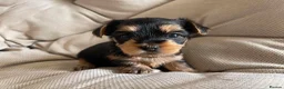 Yorkshire Terrier dogs for sale: Adorable Yorkshire Terrier Puppies 🐾❤️ - Advert 11