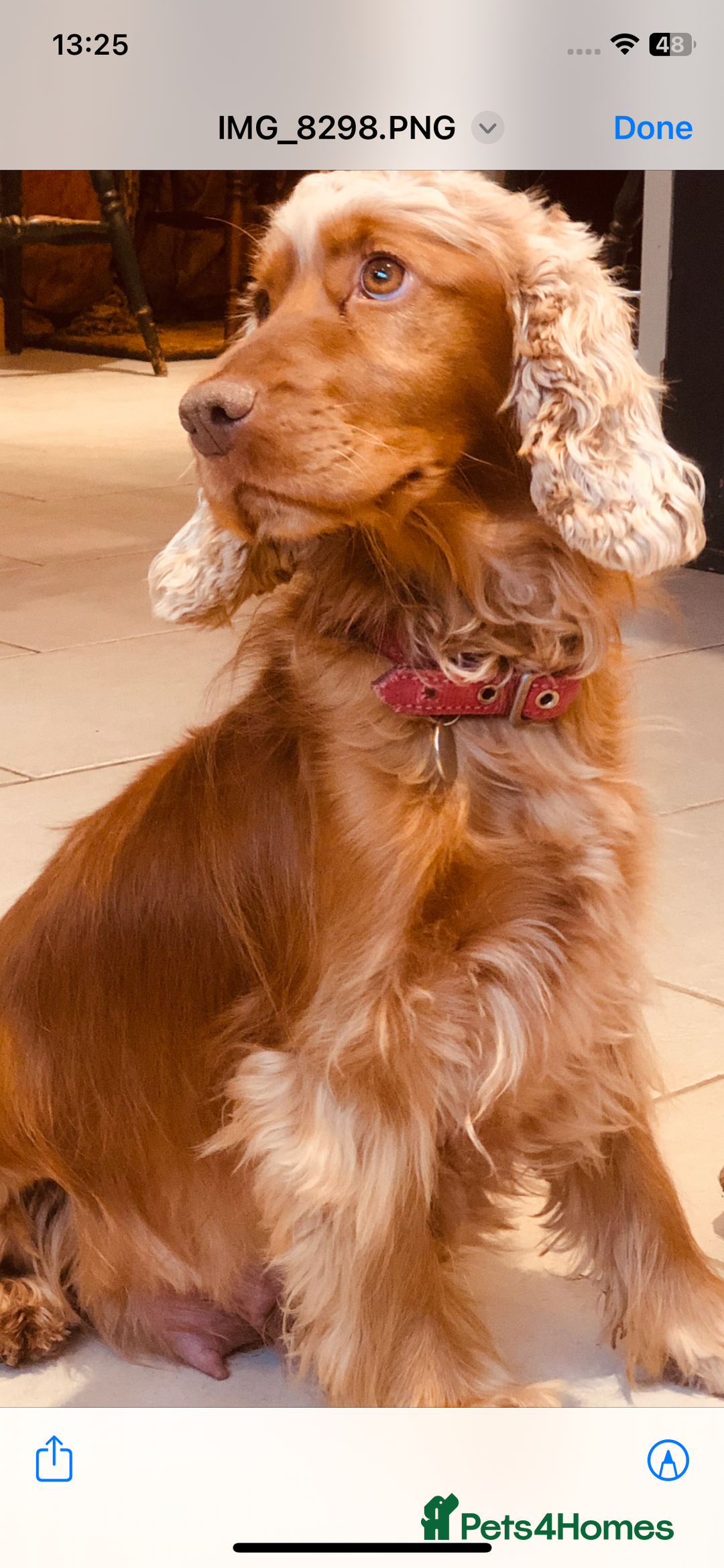 Cocker Spaniel dogs for sale: GORGEOUS COCKER SPANIEL PUPPIES - Advert 1