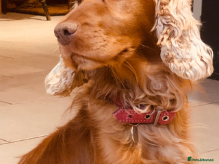 Cocker Spaniel dogs GORGEOUS COCKER SPANIEL PUPPIES - Advert 6