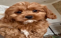 Cavapoo dogs for sale: Cavapoo Pups  - Image 1