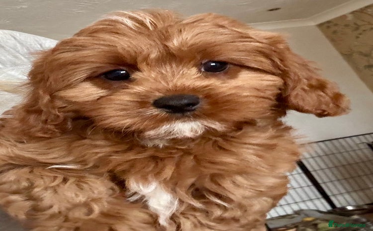 Cavapoo dogs - Advert 9