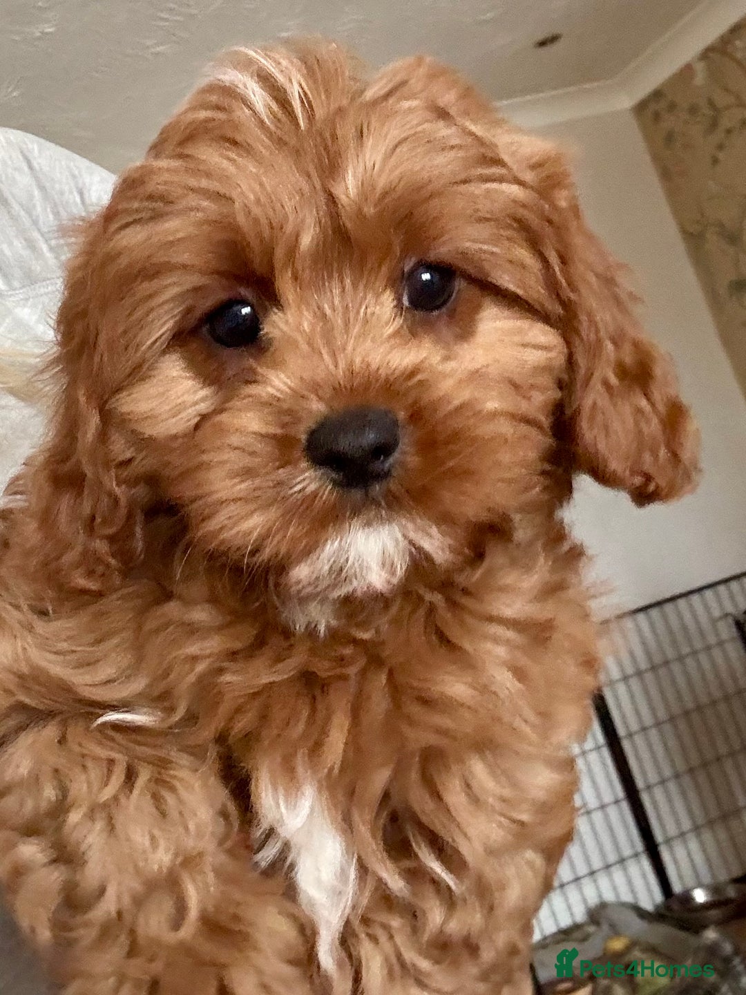 Cavapoo dogs for sale: Cavapoo Pups  - Image 1