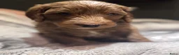 Mixed Breed dogs for sale: 7 week Cockadoodles. Reduced Price.  - Advert 20
