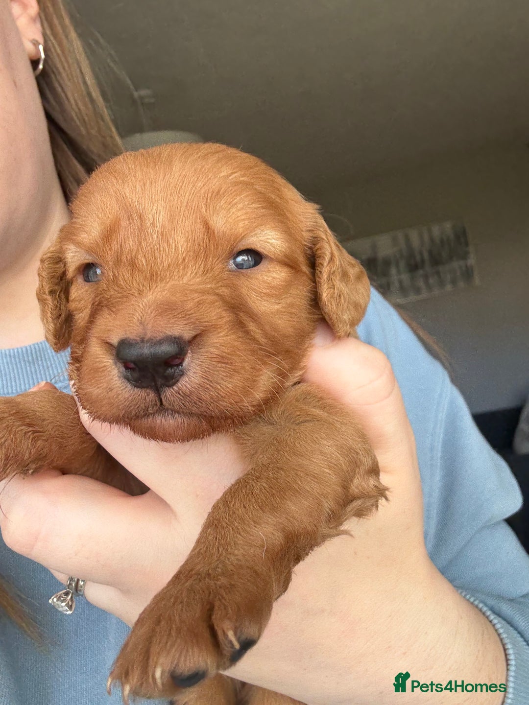 Cockapoo dogs for sale: Cockapoo Puppies - Image 9