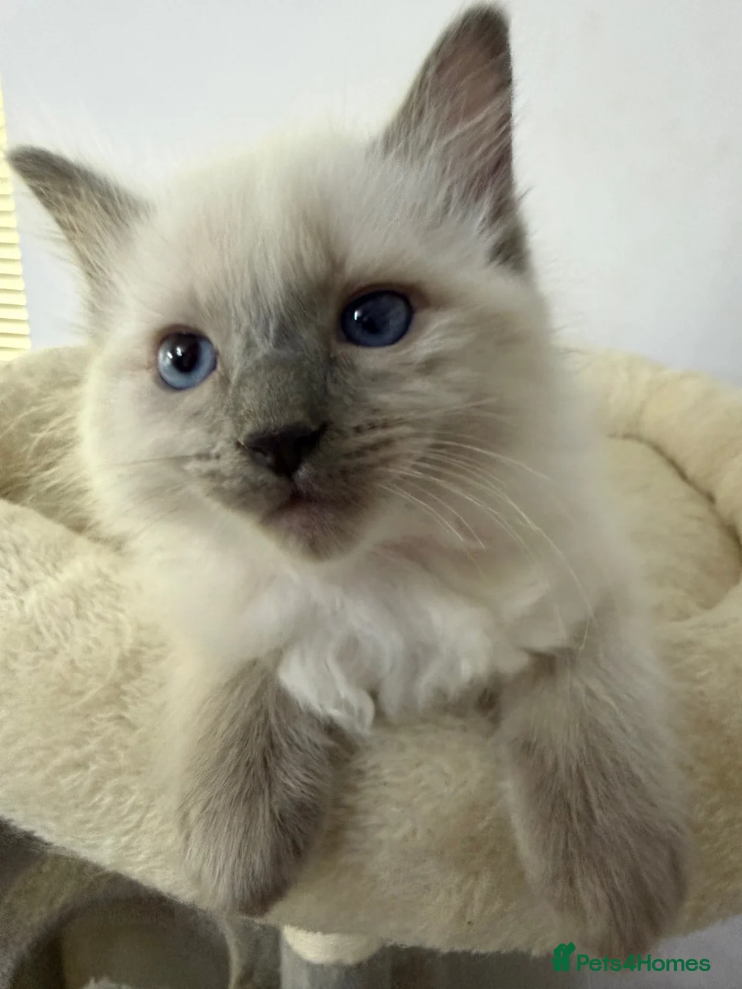 Ragdoll cats for sale: Adorable and friendly Ragdoll Kittens - Advert 24