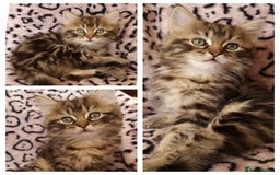 Perdoll cats for sale: Perdoll Kittens 1 boy left ready now - Image 4