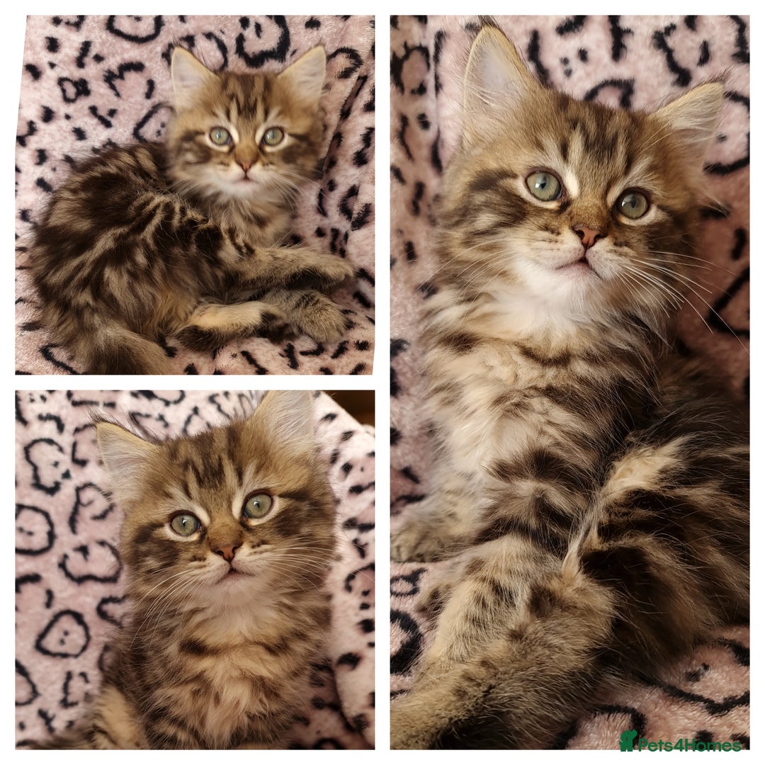 Perdoll cats for sale: Perdoll Kittens 1 boy left ready now - Image 4