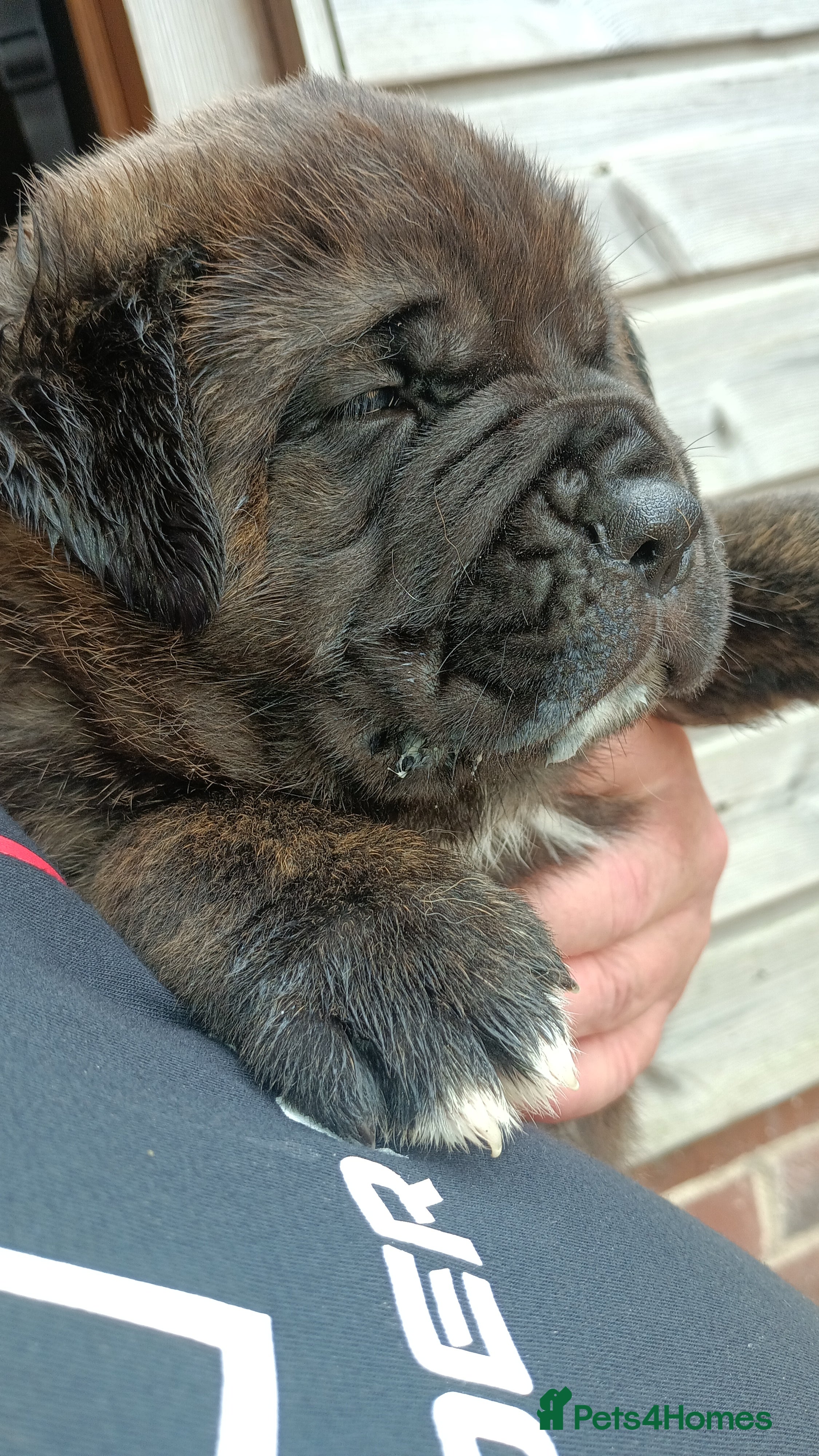 Mixed Breed dogs Saint Bernard Neapolitan x Boerboel Neapolitanbull - Advert 2