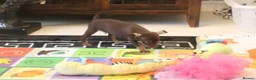 Mexican Hairless dogs for sale: NEW intermediate naked boy 2000 read the advert. - Advert 22