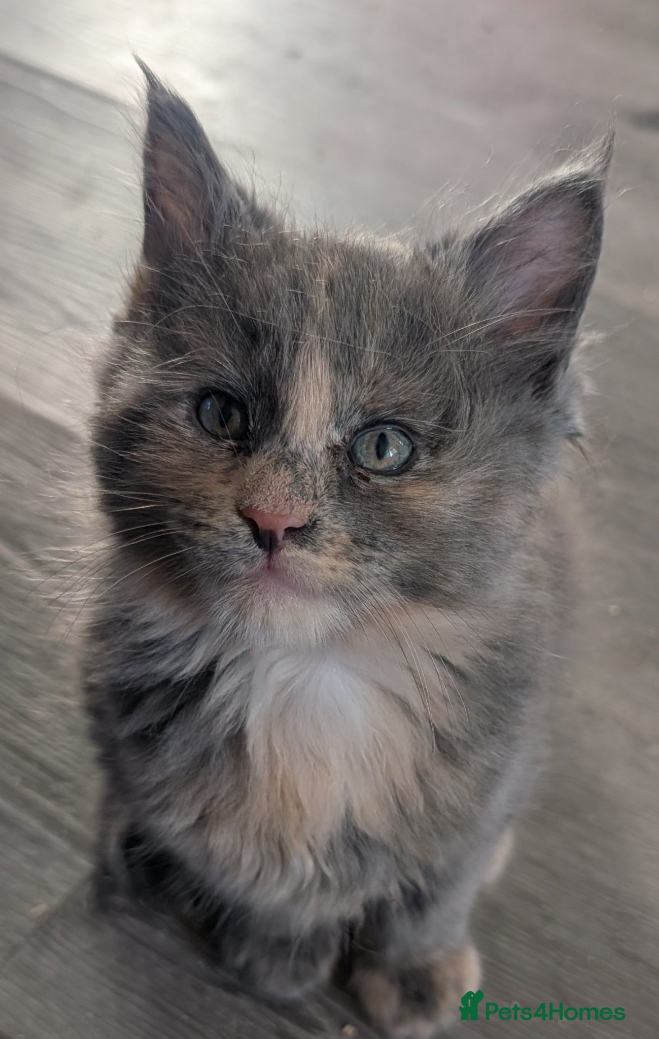 Maine Coon cats LAST GIRL Beautiful chunky mainecoon kitten  - Advert 14