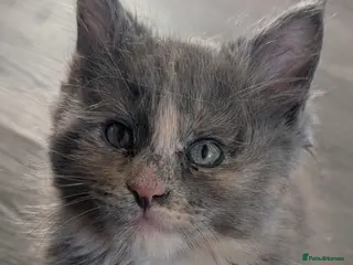 Maine Coon cats LAST GIRL Beautiful chunky mainecoon kitten - Advert 14