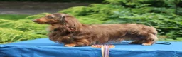 Dachshund dogs for sale: Beautiful puppies dachshund miniature longhaired  - Advert 5