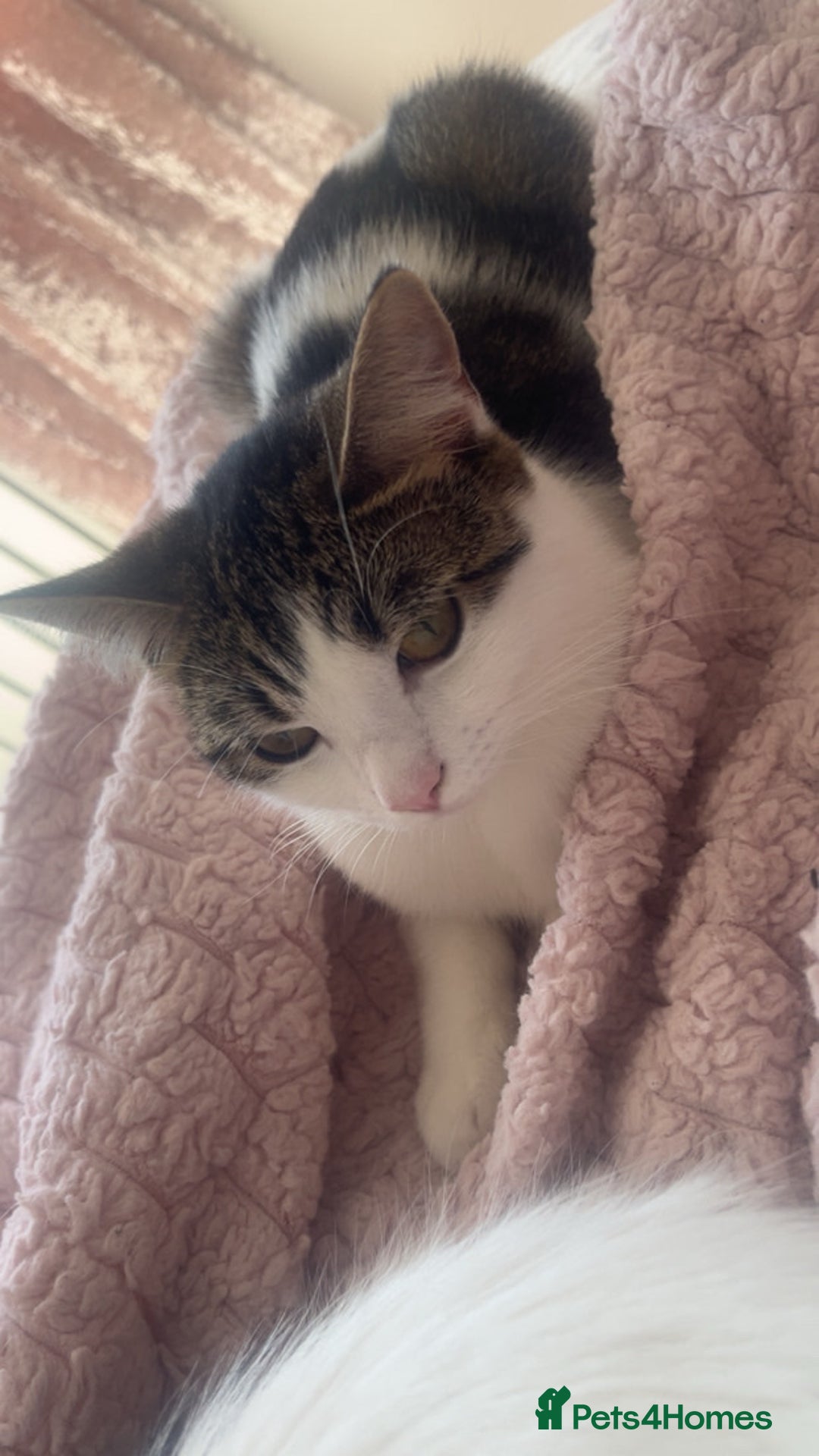 British Shorthair cats for sale: British short haired cat for loving home - Advert 4