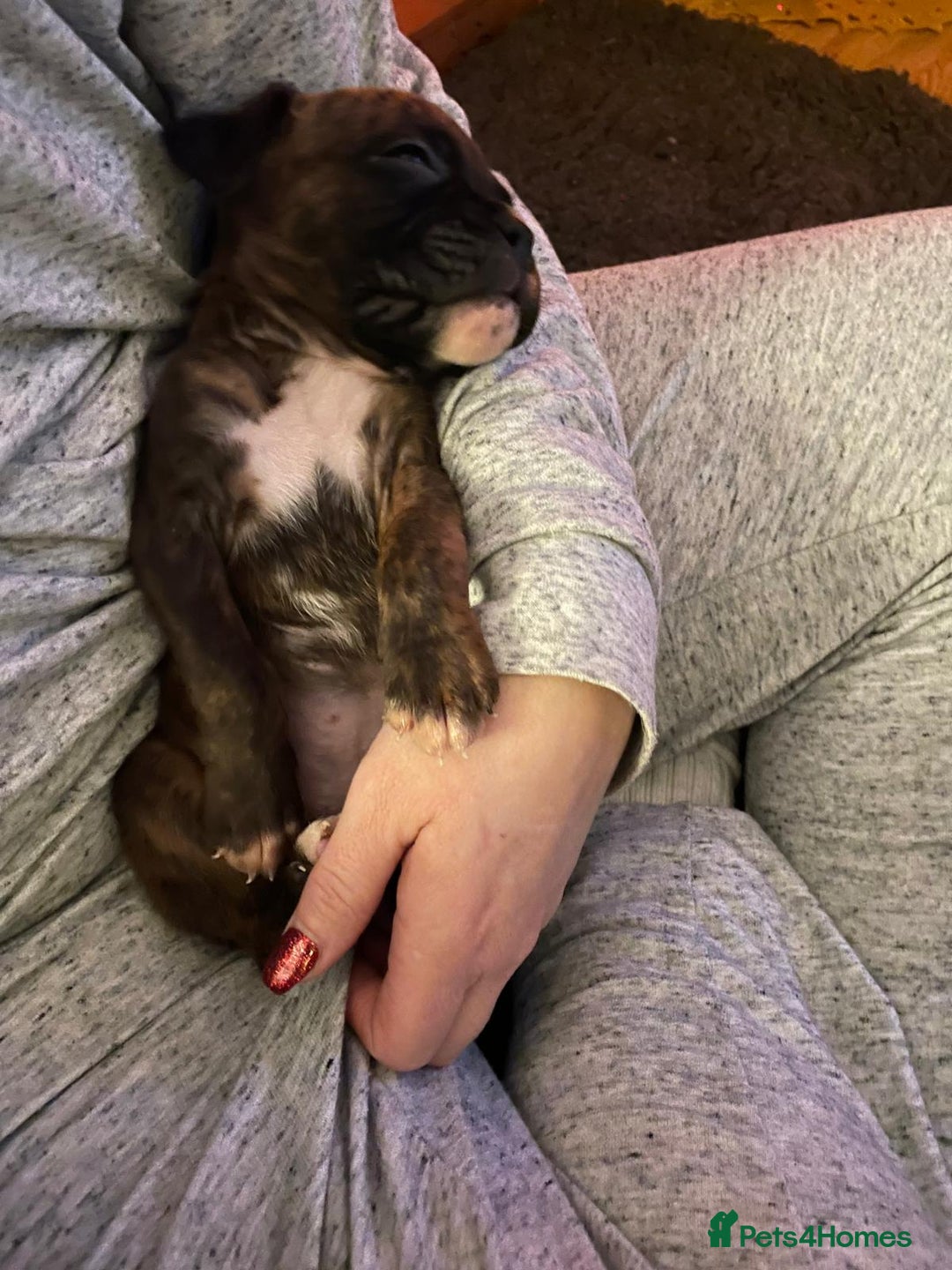 Boxer dogs for stud: Beautiful Dark Brindle Boxer|KC reg| Heart scored - Image 14