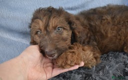 Cavapoo dogs for sale: F1b Cavapoo Puppies – DNA Tested in Rugby - Image 36