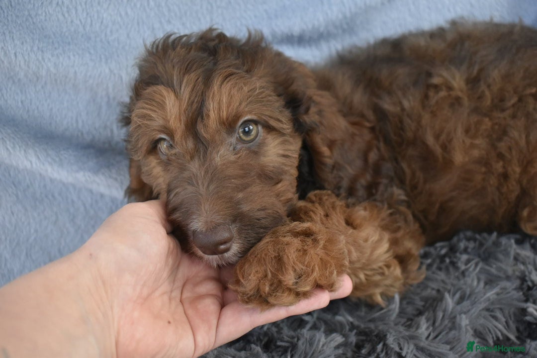 Cavapoo dogs for sale: F1b Cavapoo Puppies – DNA Tested in Rugby - Image 36