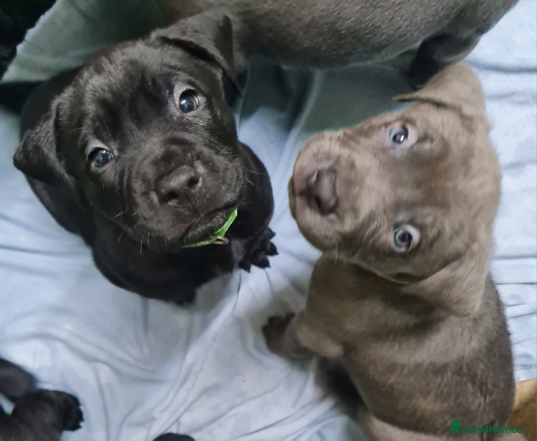 Mixed Breed dogs for sale: Presa canario - Advert 24