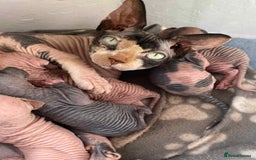 Sphynx cats for sale: 5 Canadian Sphynx kittens available  - Image 1