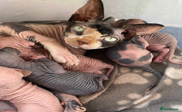 Sphynx cats - Advert 1