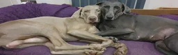 Weimaraner dogs for stud: '''''OAKLEY''''' 100% Proven Stud in Nottingham - Advert 4