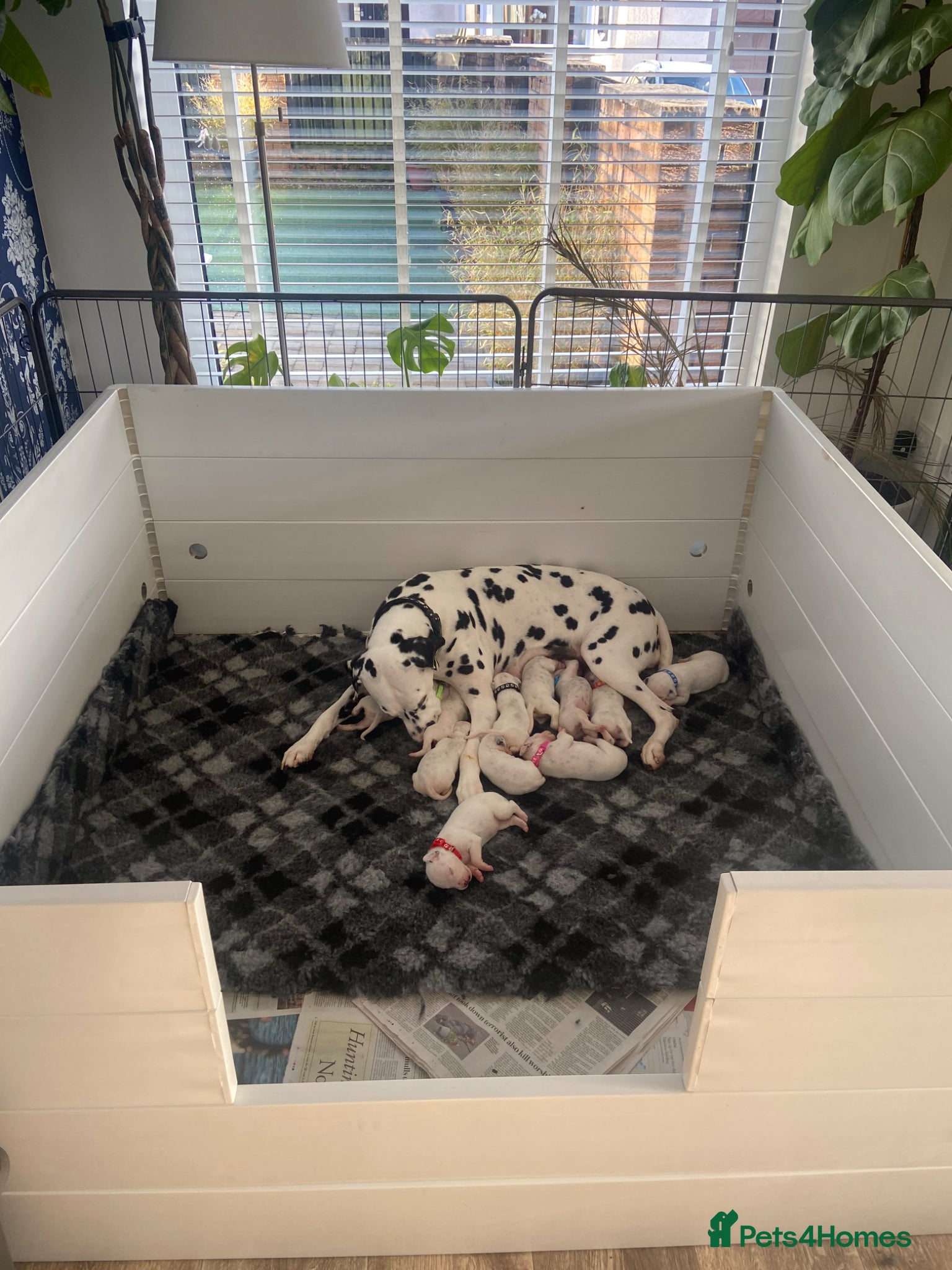 Dalmatian dogs Dalmatian Puppies - Advert 2