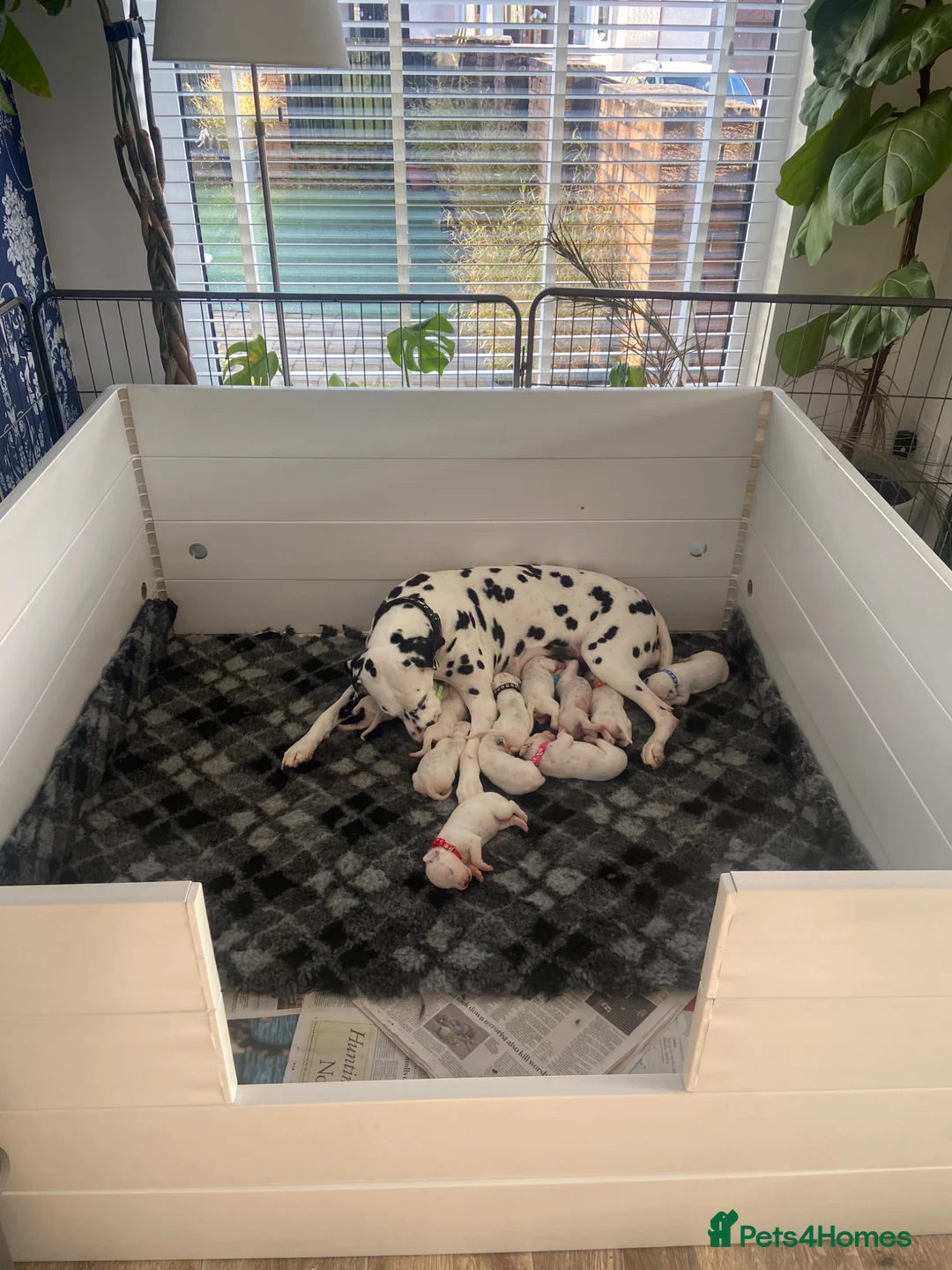 Dalmatian dogs for sale: Dalmatian Puppies - Advert 2