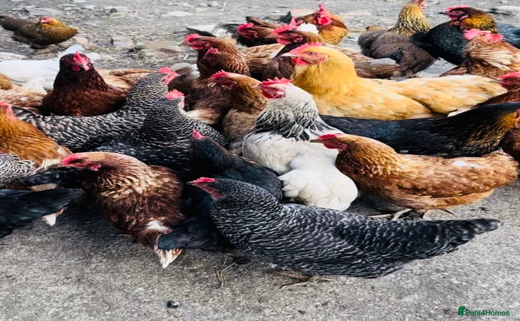 Chickens poultry - Advert 1