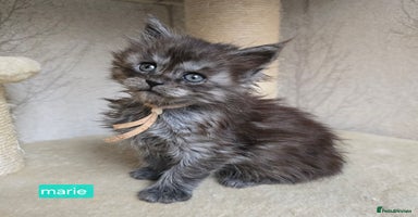 Maine Coon cats - Advert 4