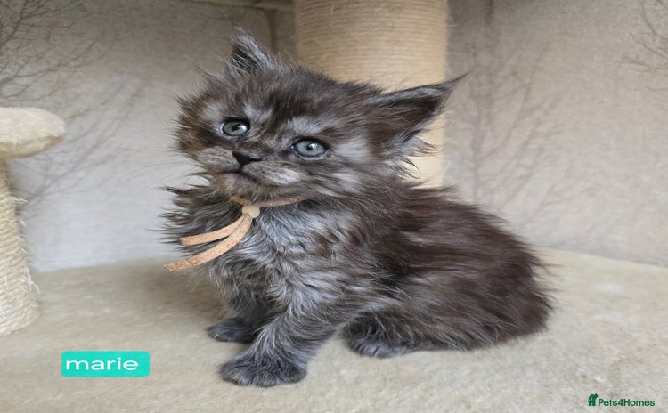 Maine Coon cats - Advert 1
