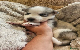 Siberian Husky dogs for sale: BEAUTIFUL SIBERIAN HUSKIES  - Image 3