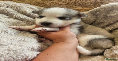 Siberian Husky dogs - Advert 5