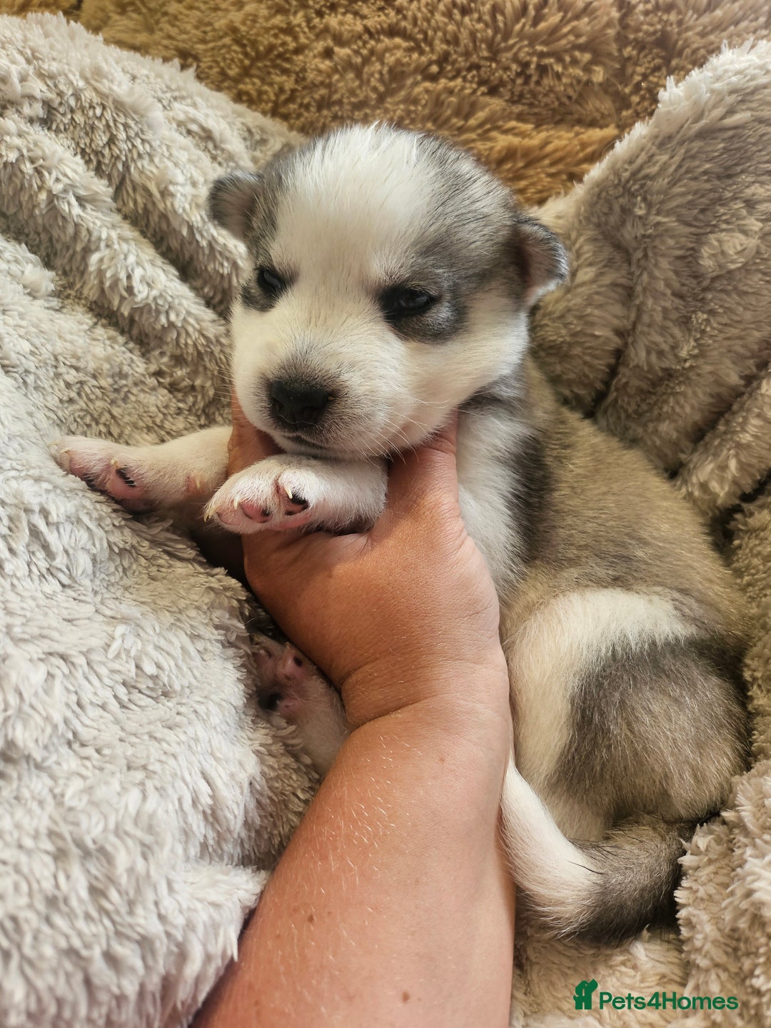 Siberian Husky dogs for sale: BEAUTIFUL SIBERIAN HUSKIES  - Image 3