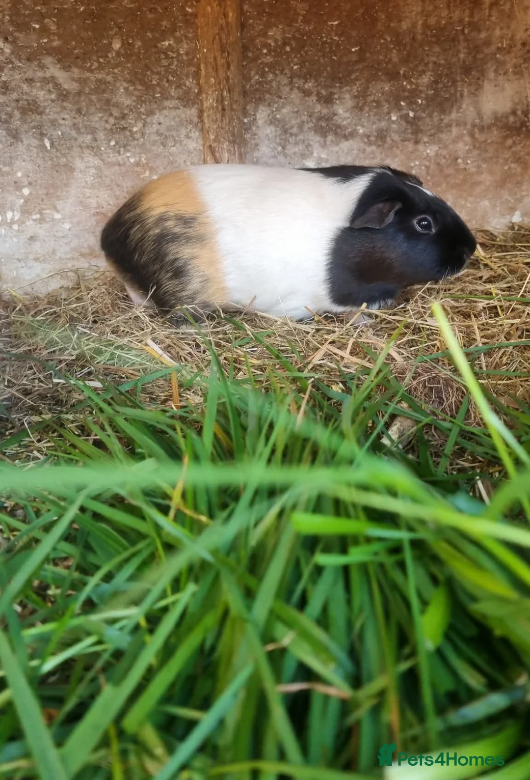 Guinea Pig rodents for sale: 4 x female guineapigs  8 months old.  - Advert 2