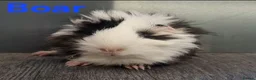 Guinea Pig rodents for sale: Beautiful Baby guinea pigs for sale  - Advert 10