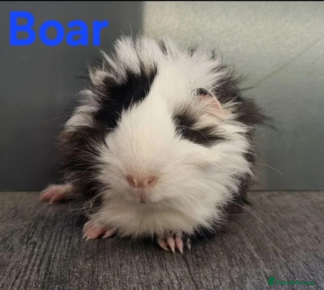 Guinea Pig rodents for sale: Beautiful Baby guinea pigs for sale  - Advert 10