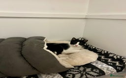 Arabian Mau cats for adoption: Minnie  - Advert 2